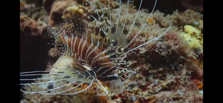 Lionfish sp. () as shown in Planet Earth III - Ocean